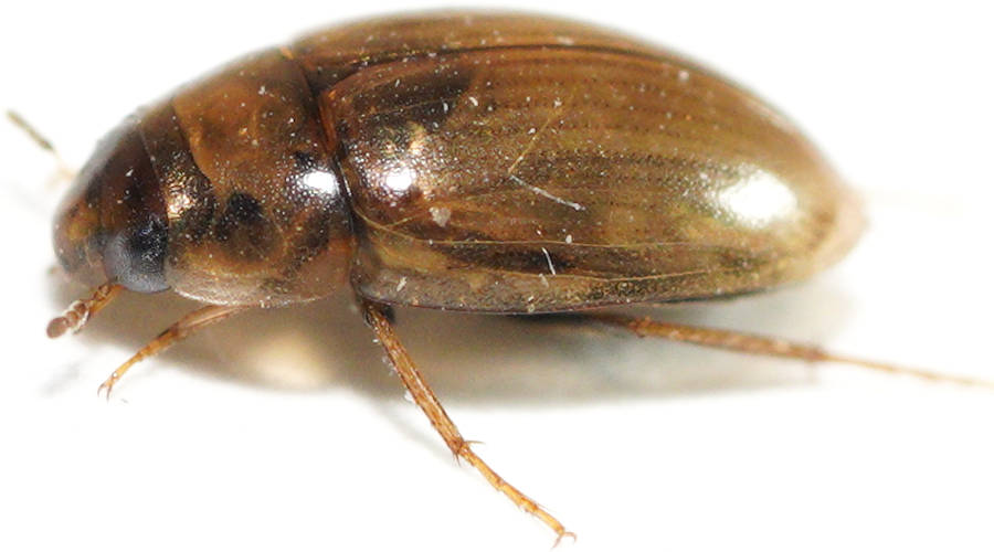 Dark Crawling Water Beetle (Enochrus sp ES02)