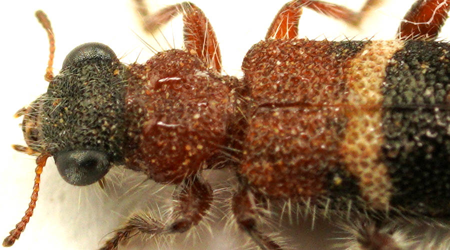 Variegated Clerid Beetle (Lemidia variegata)
