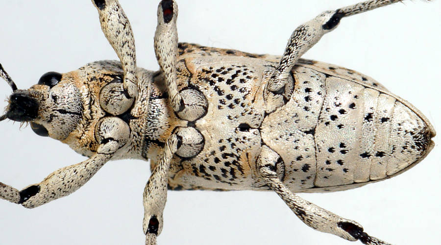 Horse-nosed Weevil (Pelororhinus crassus)