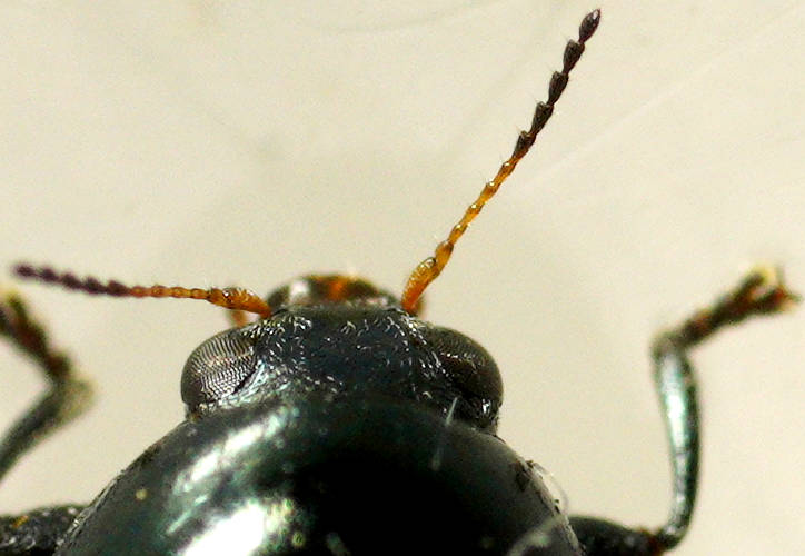 Orange-marked Black Leaf Beetle (Ditropidus pulchellus)