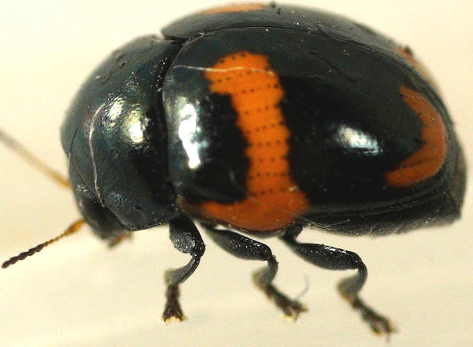 Orange-marked Black Leaf Beetle (Ditropidus pulchellus)