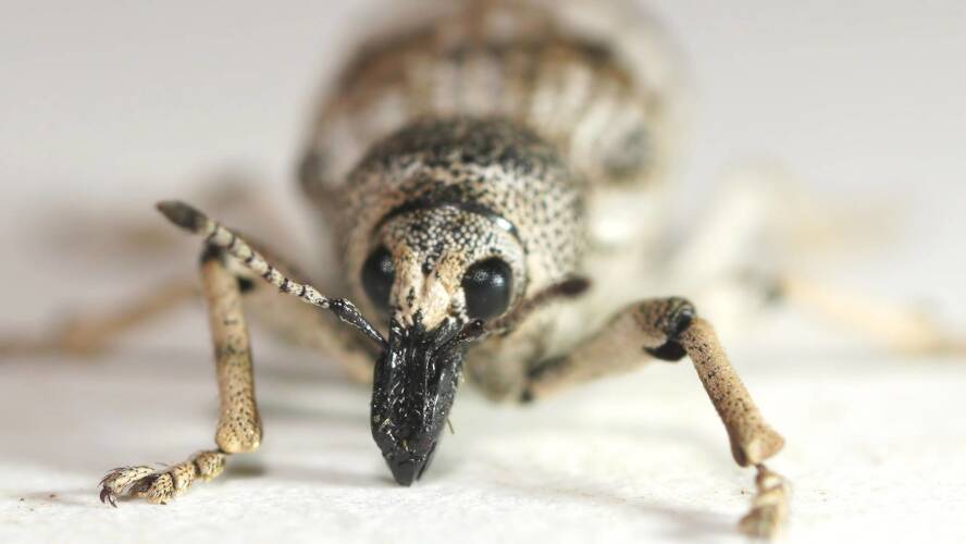 Elegant Weevil (Pelororhinus facetus)