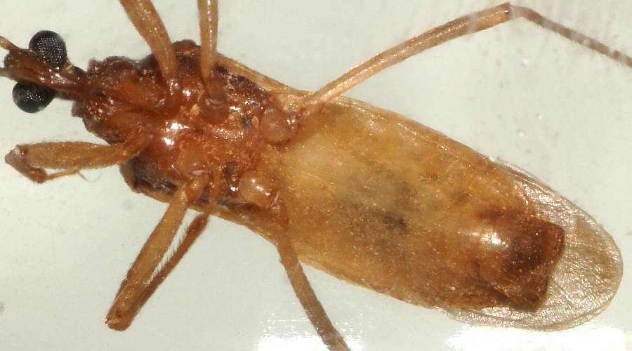 Pale Assassin Bug (Perissopygocoris pallidus)