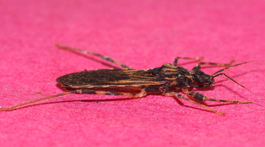 Assassin Bug (Oncocephalus sp ES01)