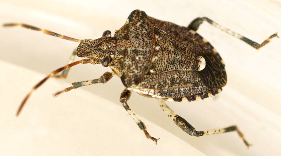 Small Snouted Stink Bug (Kalkadoona sp)
