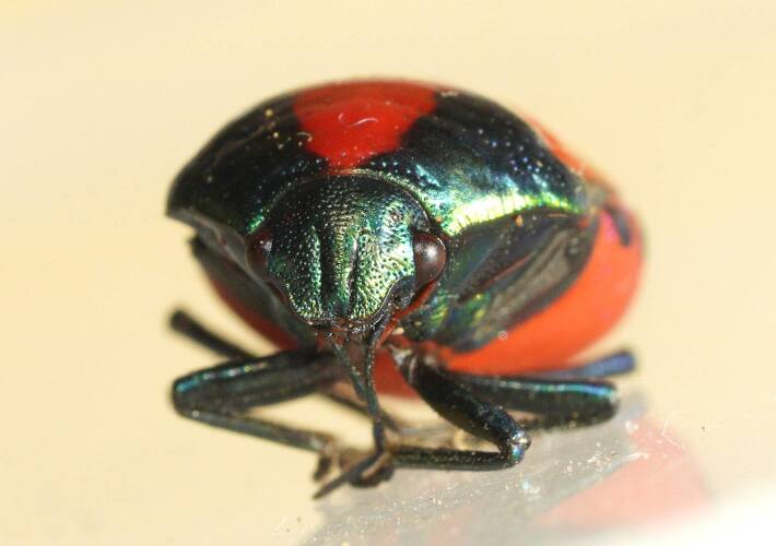 Red Jewel Bug (Choerocoris paganus)