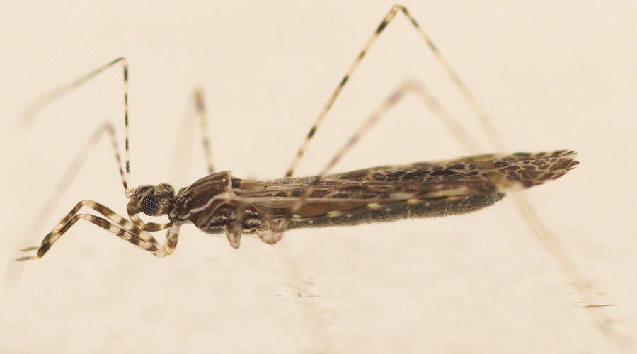 Tiny Thread-legged Assassin Bug (Empicoris sp)