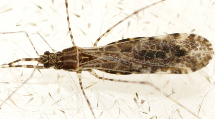 Tiny Thread-legged Assassin Bug (Empicoris sp)
