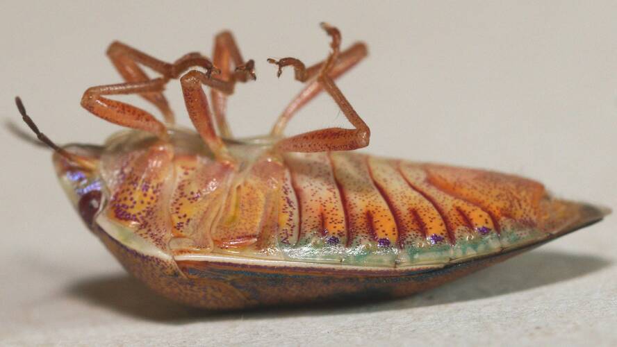 Green Shield Backed Bug (Coleotichus costatus)