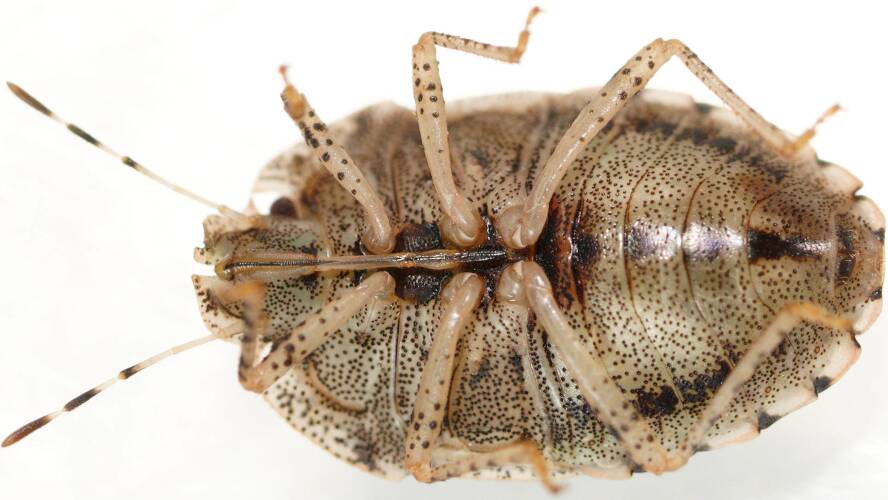 Lovely Flat-headed Bug (Cephaloplatus (Cephaloplatus) bellus)