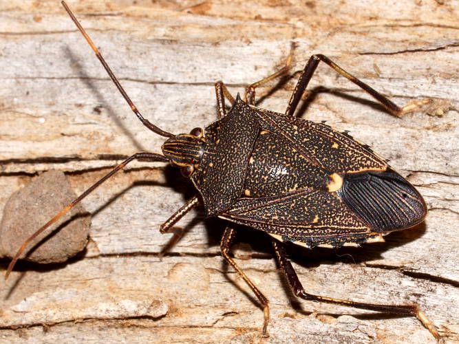 Brown Shield Bug (Poecilometis fuscescens)