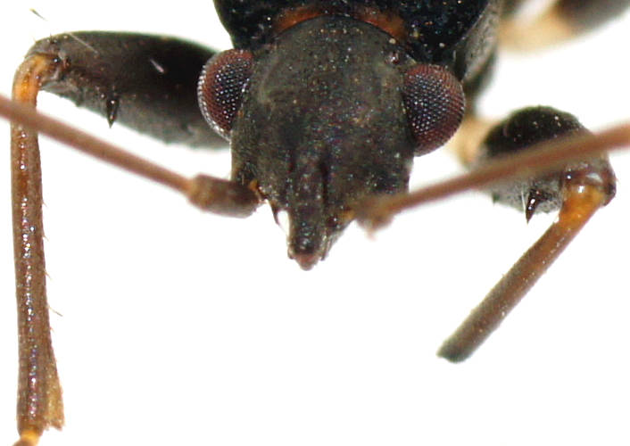 Black & White Seed Bug (Dieuches nudus)