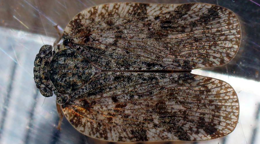 Undescribed Planthopper (Ricaniidae sp ES01)
