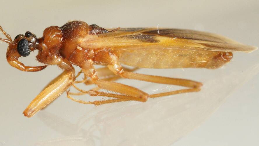 Pale Assassin Bug (Perissopygocoris pallidus)