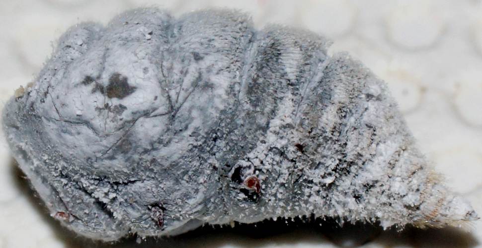 Eucalypt Gall (Apiomorpha strombylosa)