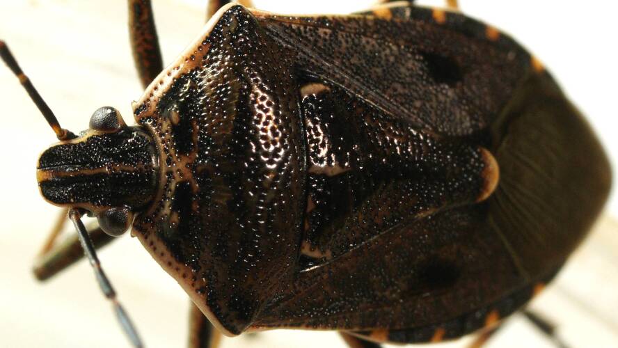 Brown Soldier Bug (Cermatulus nasalis ssp nasalis)
