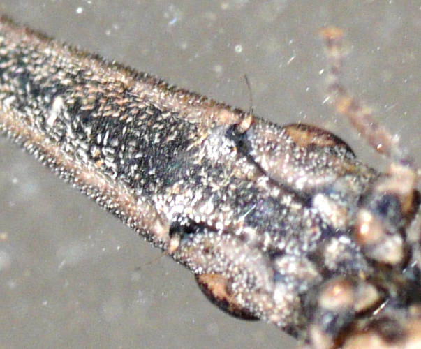 Seed Mimicking Leafhopper (Notocephalius hartmeyeri)