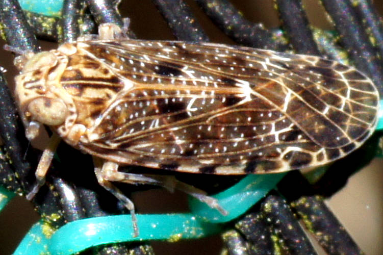 Black-laced Planthopper (Plectoderini sp)