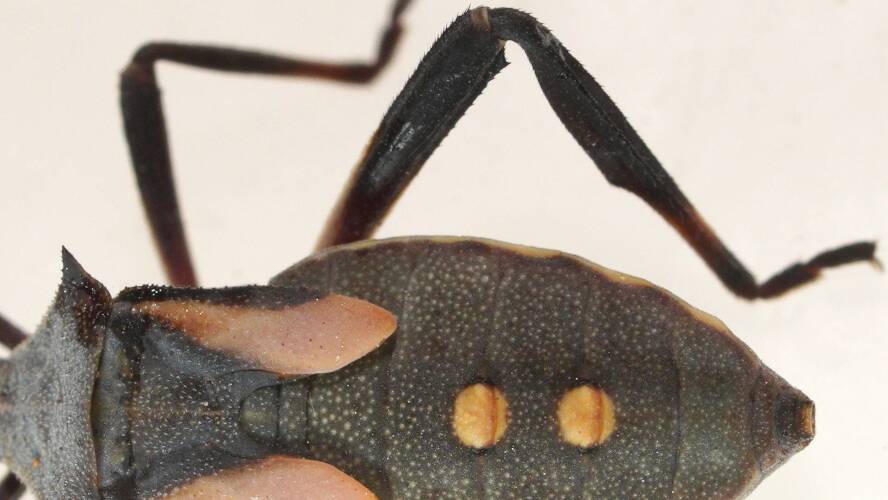 Crusader Bug (Mictis profana)