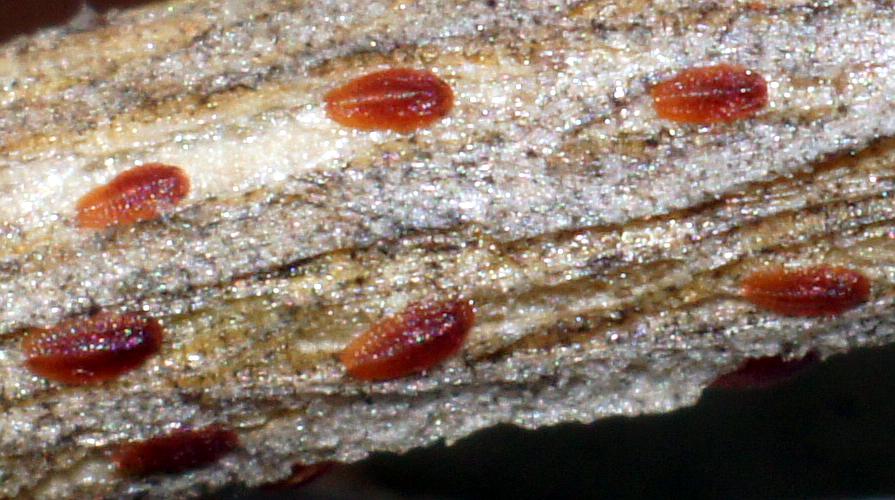 Scale Insect (Pulvinaria cf sp ES01)