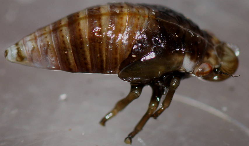 Brown Spittlebug (Bathyllus albicinctus)