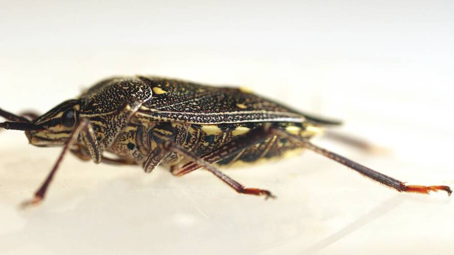 Brown Shield Bug (Poecilometis fuscescens)