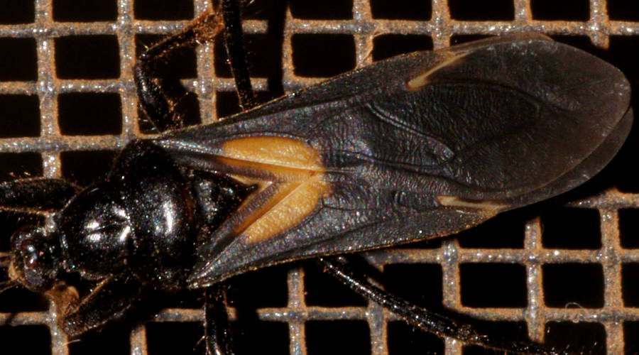 Orange Spotted Ground Assassin Bug (Peirates punctorius)