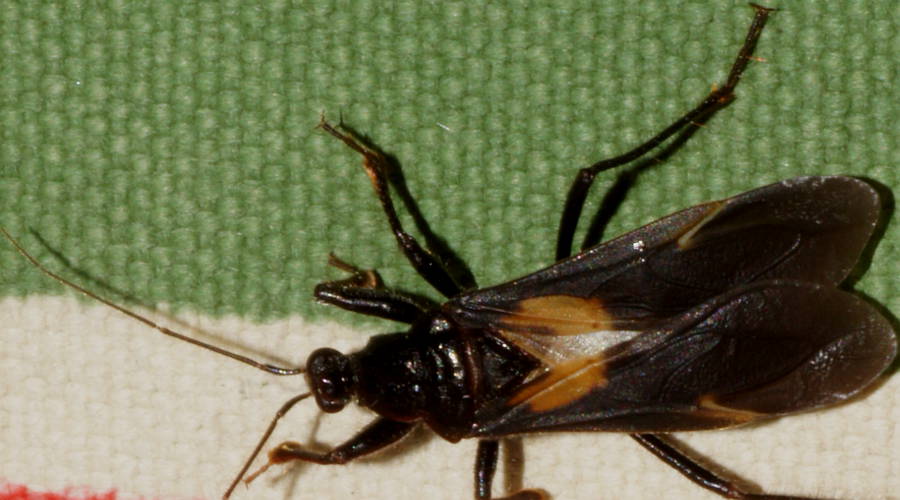 Orange Spotted Ground Assassin Bug (Peirates punctorius)