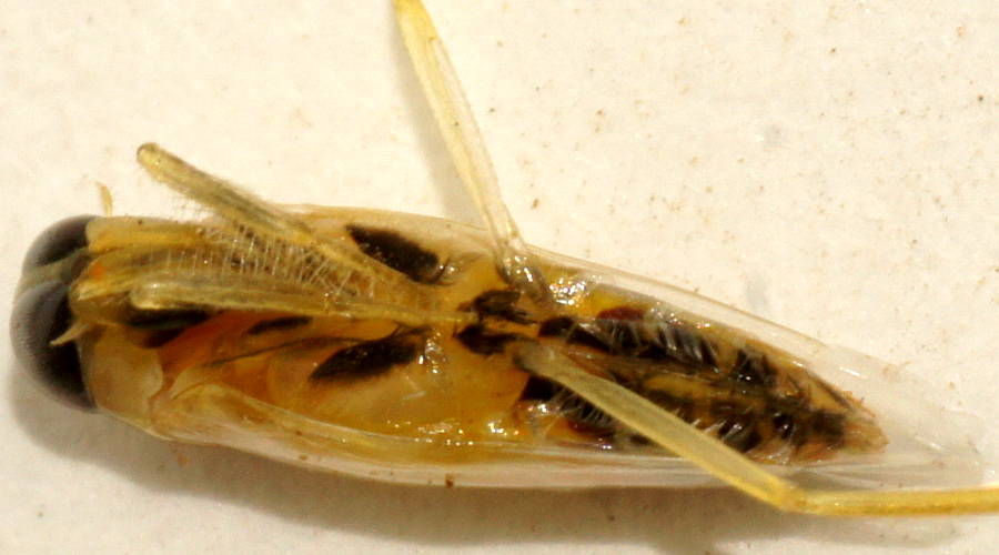 Yellow Backswimmer (Anisops sp)
