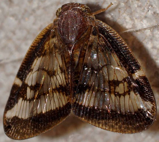 Broad-winged Planthopper (Scolypopa australis)