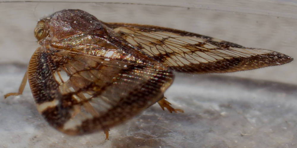 Broad-winged Planthopper (Scolypopa australis)