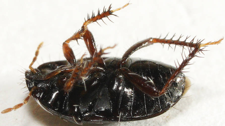 Segmented-antennae Burrowing Bug (Geotomini sp)