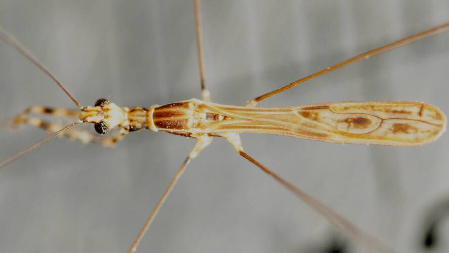 Small Thread-legged Assassin Bug (Armstrongula tillyardi)