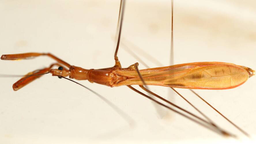 Large Thread-legged Assassin Bug (Emesinae sp)