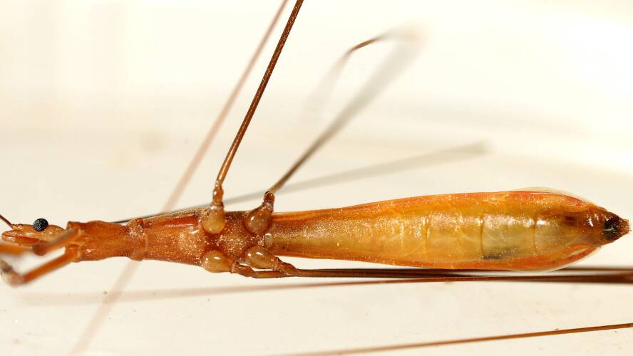 Large Thread-legged Assassin Bug (Emesinae sp)
