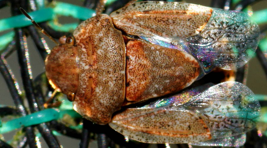 Sharp Shield Bug (Kapunda troughtoni)