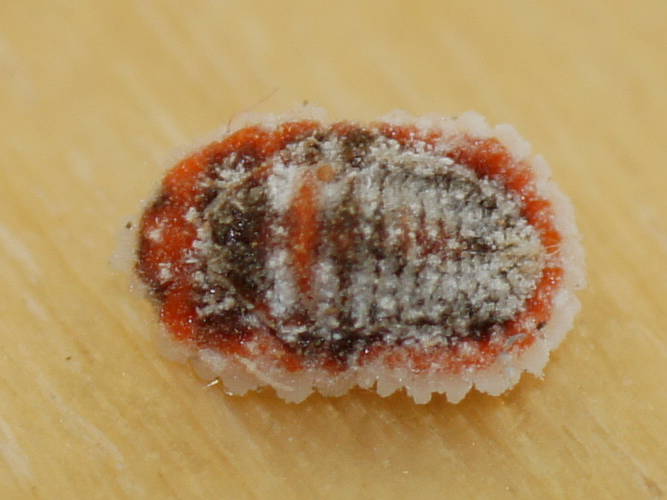 Small Mealybug (Monophlebulus sp ES02)