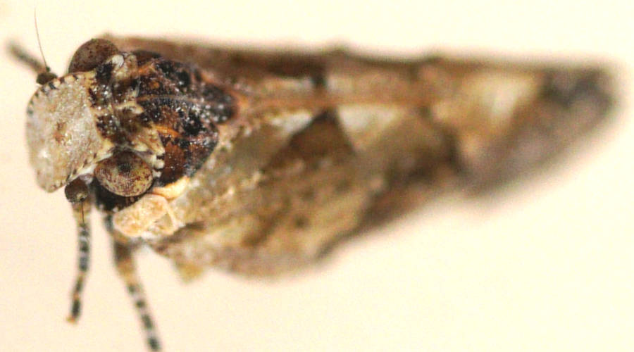 Vertical Wing Achilid Hopper (Tropiphlepsia badia)