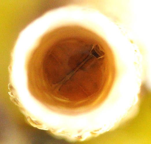 Tube Spittlebug (Machaerotinae sp)