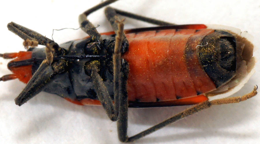 Red-banded Seed-eating Bug (Melanerythrus mactans)