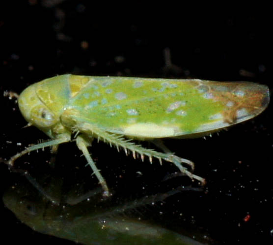 Tamarix Leafhopper (Opsius stactogalus)