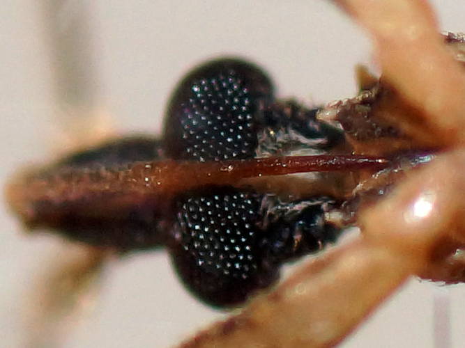 Assassin Bug (Oncocephalus sp ES02)