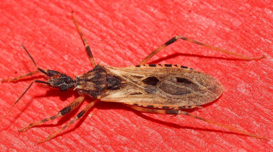 Assassin Bug (Oncocephalus sp ES02)