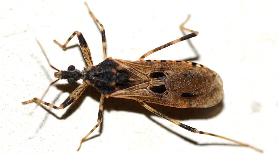 Assassin Bug (Oncocephalus sp ES03)