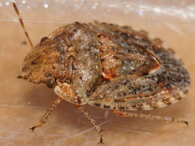 Sharp Shield Bug (Kapunda troughtoni)
