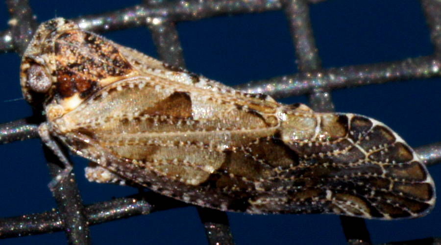 Vertical Wing Achilid Hopper (Tropiphlepsia badia)