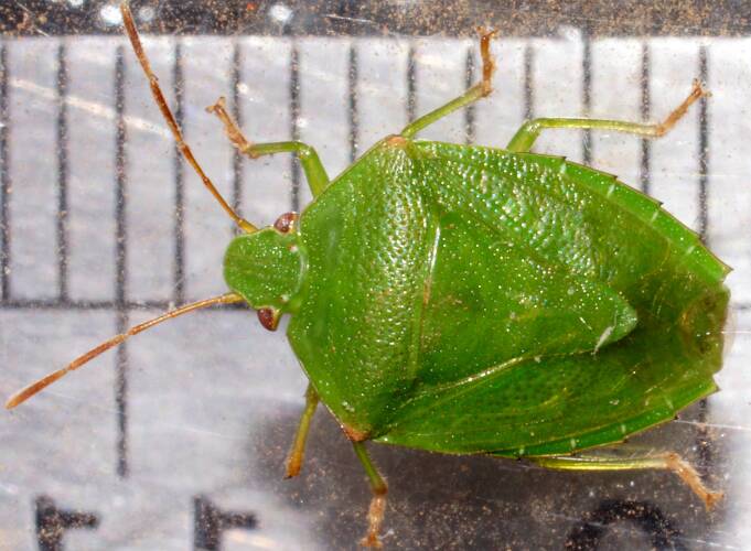 Green Shield Bug (Rhynchocorini sp)