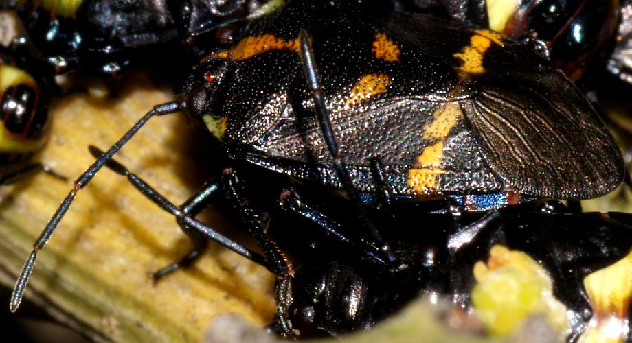 Spotted Exocarpos Bug (Aplerotus maculatus)