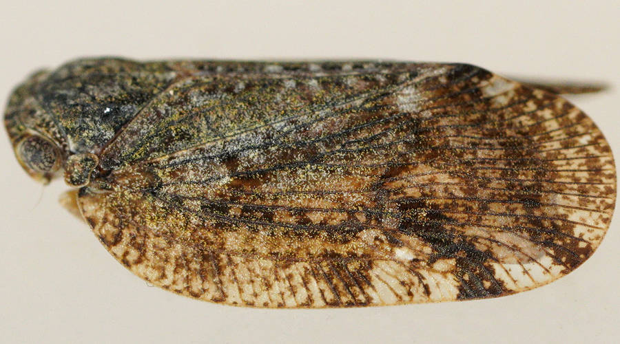Broad-winged Planthopper (Aprivesa varipennis)