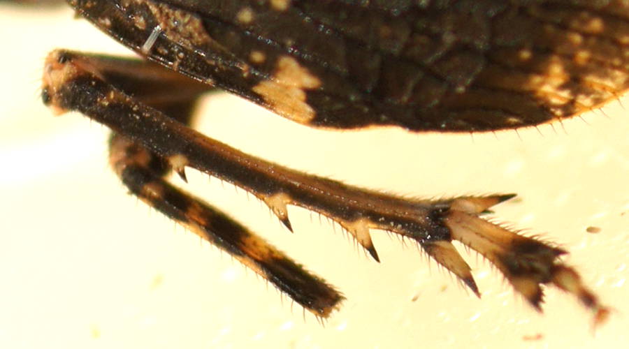 Wattle Hopper (Dardus sp)